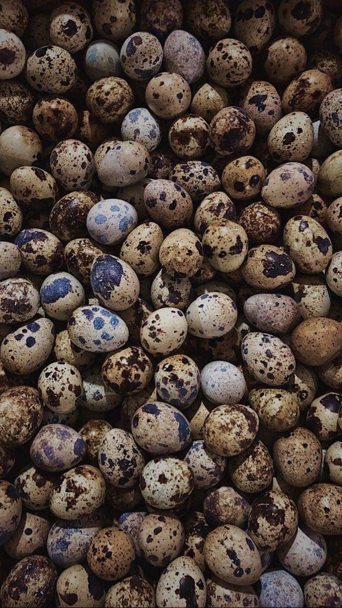 telur puyuh